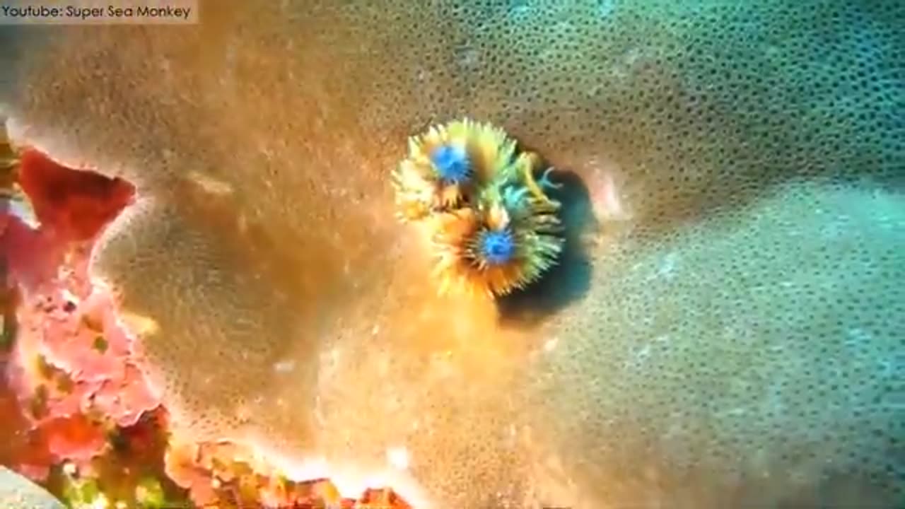 10 Amazing Sea Creatures You_ve Never Seen Before