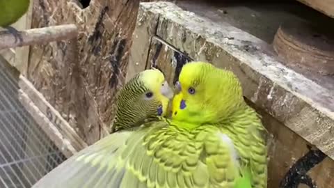 These parakeets are crazy sex active🤣🤣