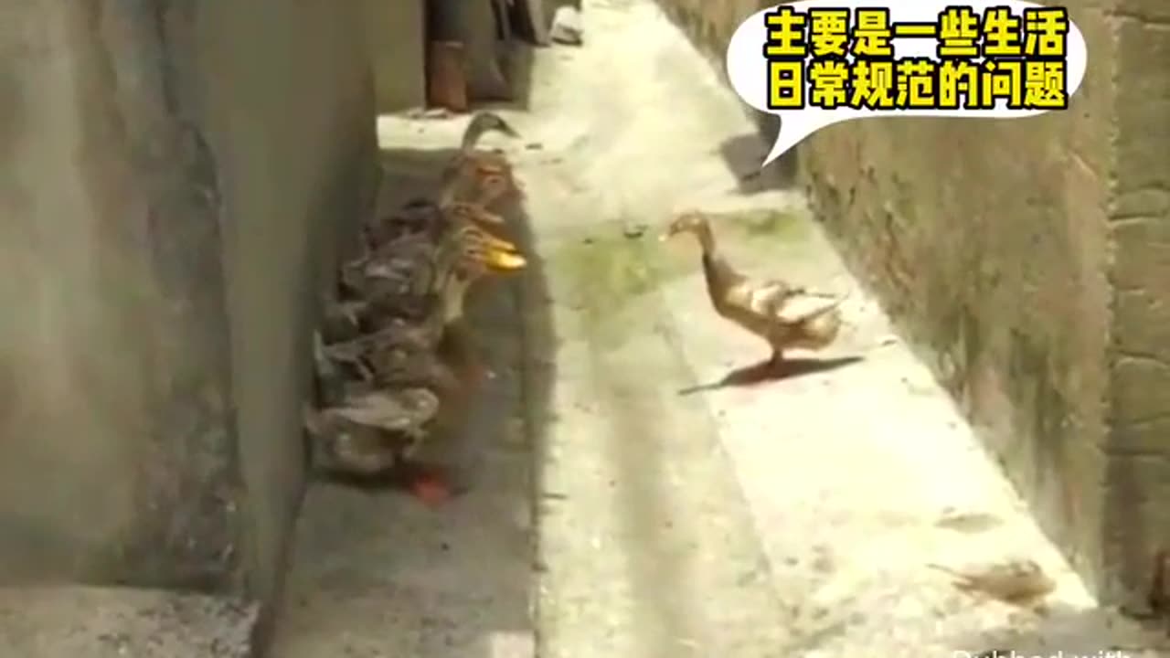 Ducks having a meeting, and this leader really knows the quack! All the talk is pure quackerjack!