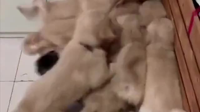 So cute