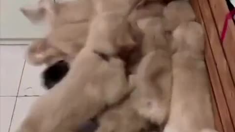 So cute