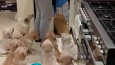 Hilarious hungry golden retriever babies