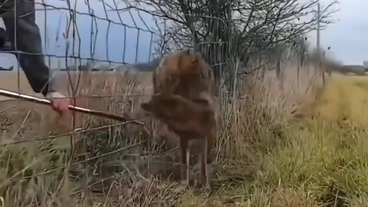 Brave Sigma Saves Coyote