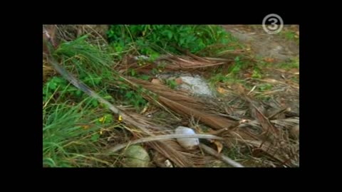 Robinson S08E28
