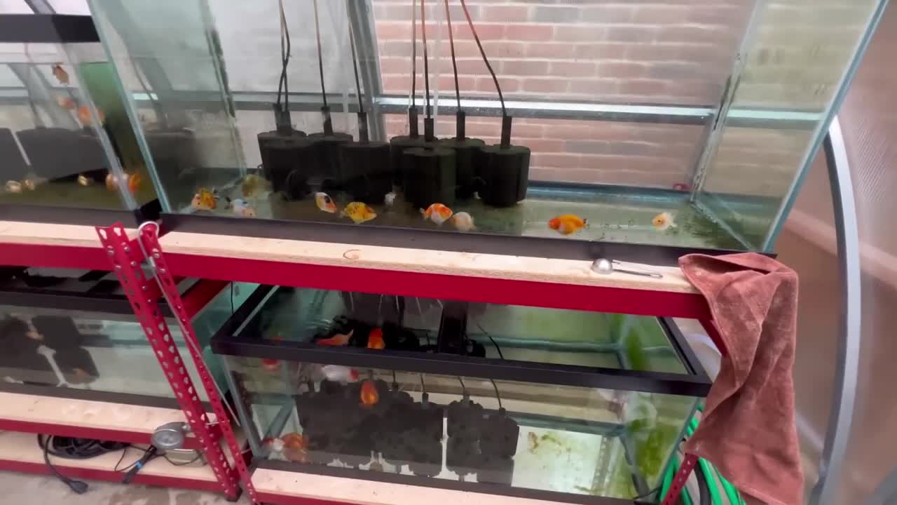 My Backyard Ranchu Goldfish Farm