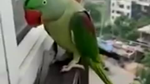 Funny Parrot🤣