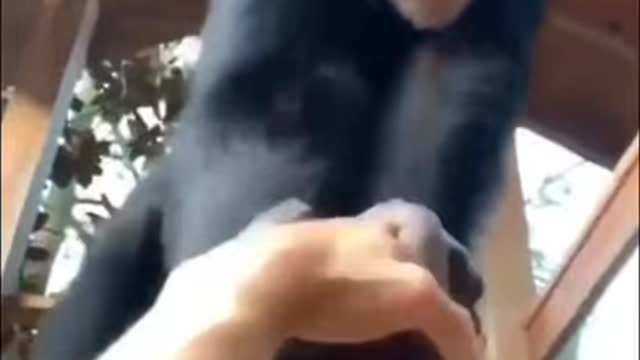 Chimps are ridiculously strong