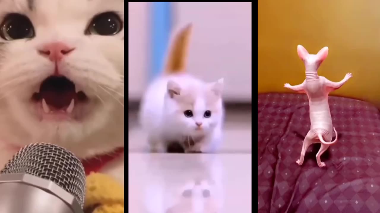 3cat _funny_videos |#cat_funny_videos #kids_fun