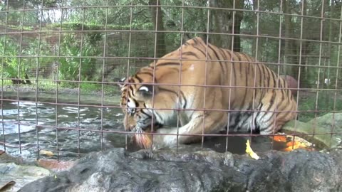 Big Cat vs Pumpkin.......!!!!