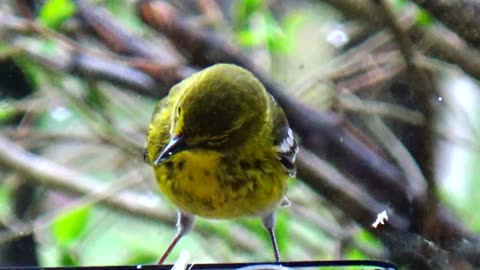 Yellow-rumped warbler