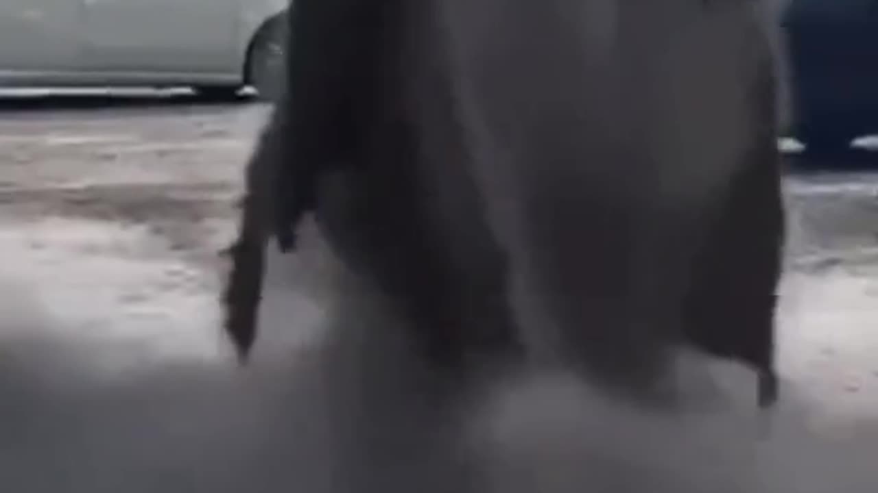 Dragão filmado 😱😱