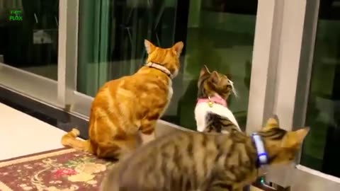 Funny cat viral video 😂🤣