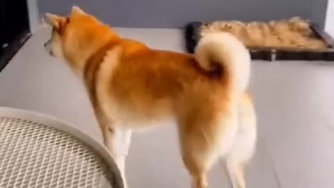 Dogs and cats funny video