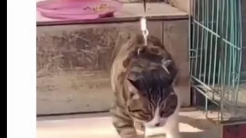 funny animal video 2022
