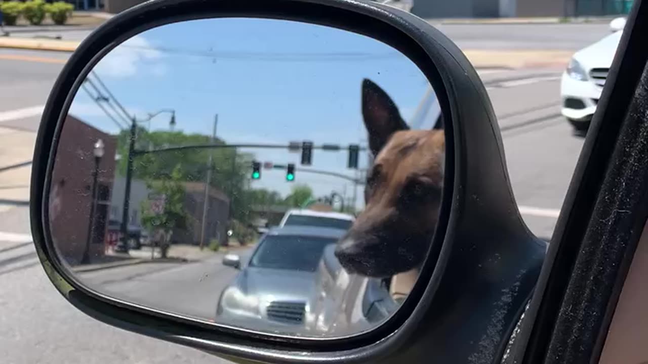 Belgian Malinois dogs keep close eyes on traffic 😳