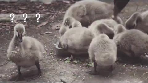 I'm not eating. I'm pretending to be a hairy duck