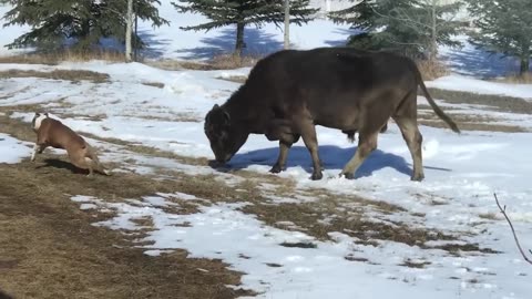 The Unpredictable Bison is in Action! The Dog attacked the Bison that's what happened next!