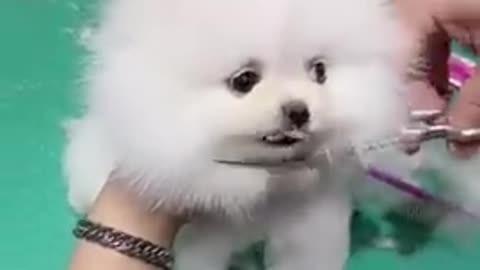 Cute_ Baby_Gog