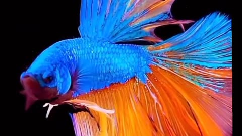 Beautiful fish