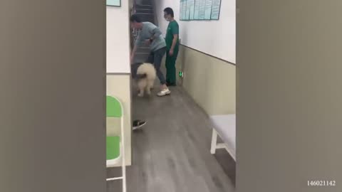 German Shepherd worries when realizes he's at the vet! - Funny Pet's Reaction