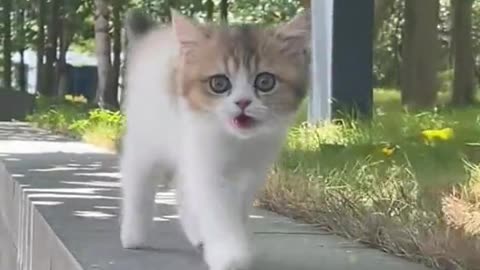 Cute kitten