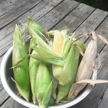 Harvested corn
