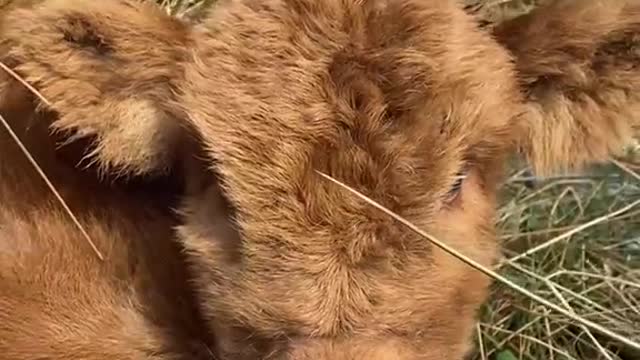 Cute Cow Gets Attention of People