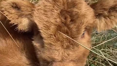 Cute Cow Gets Attention of People