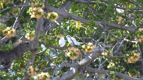 White Fairy Terns