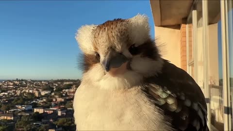Bird Cute Reaction on Being Filmed