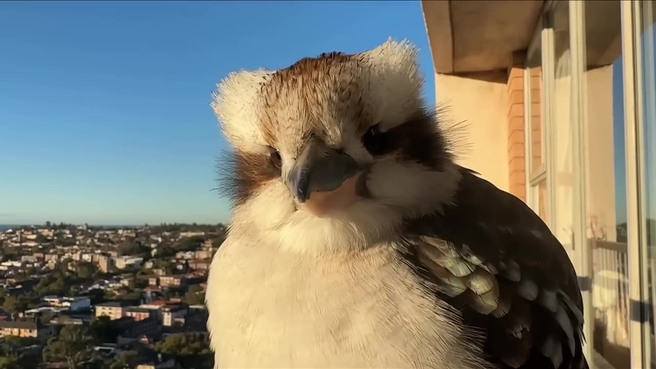 Bird Cute Reaction on Being Filmed