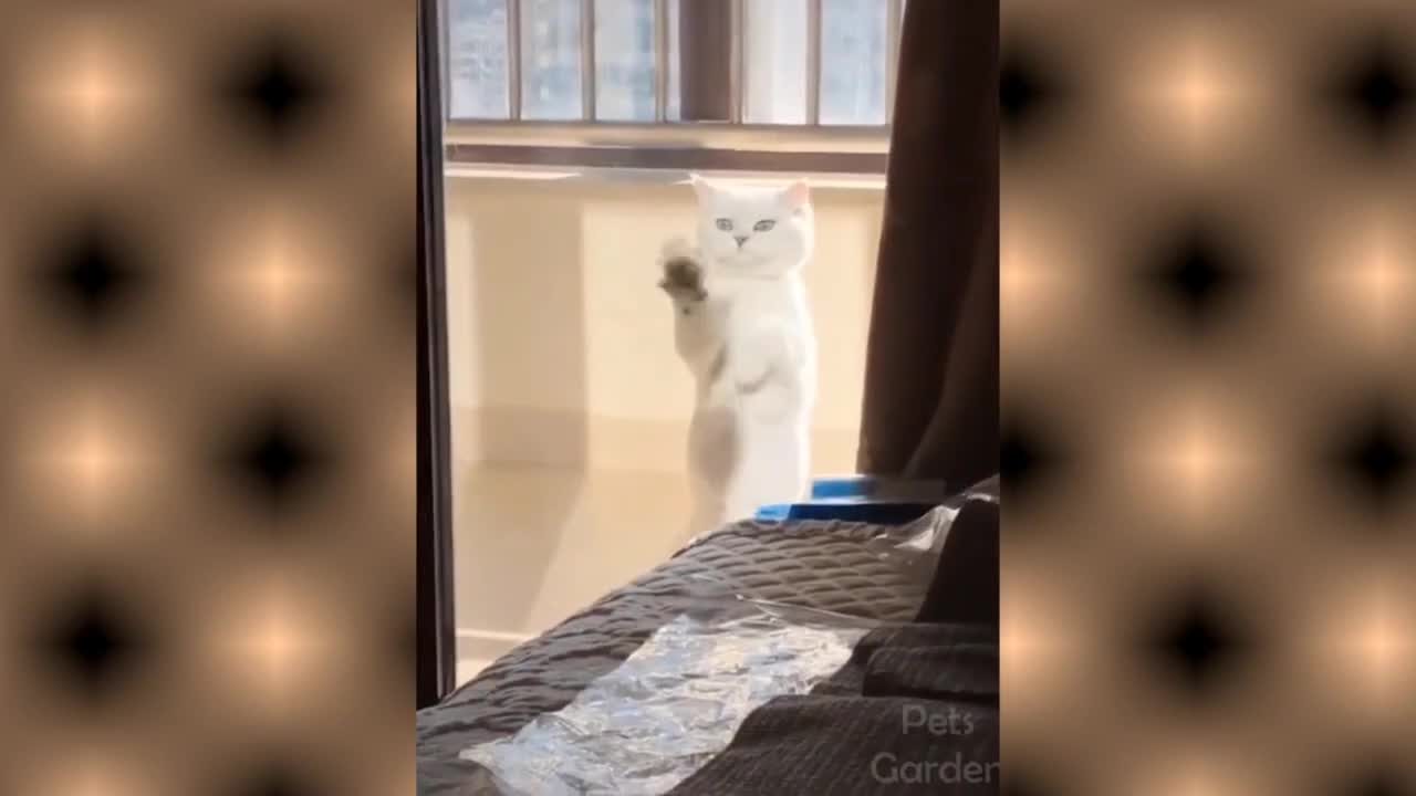Funny cat video