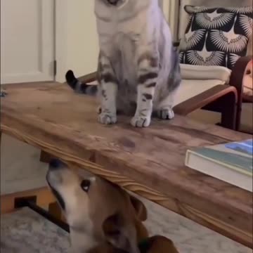 Striped Cat VS Doggy Fight