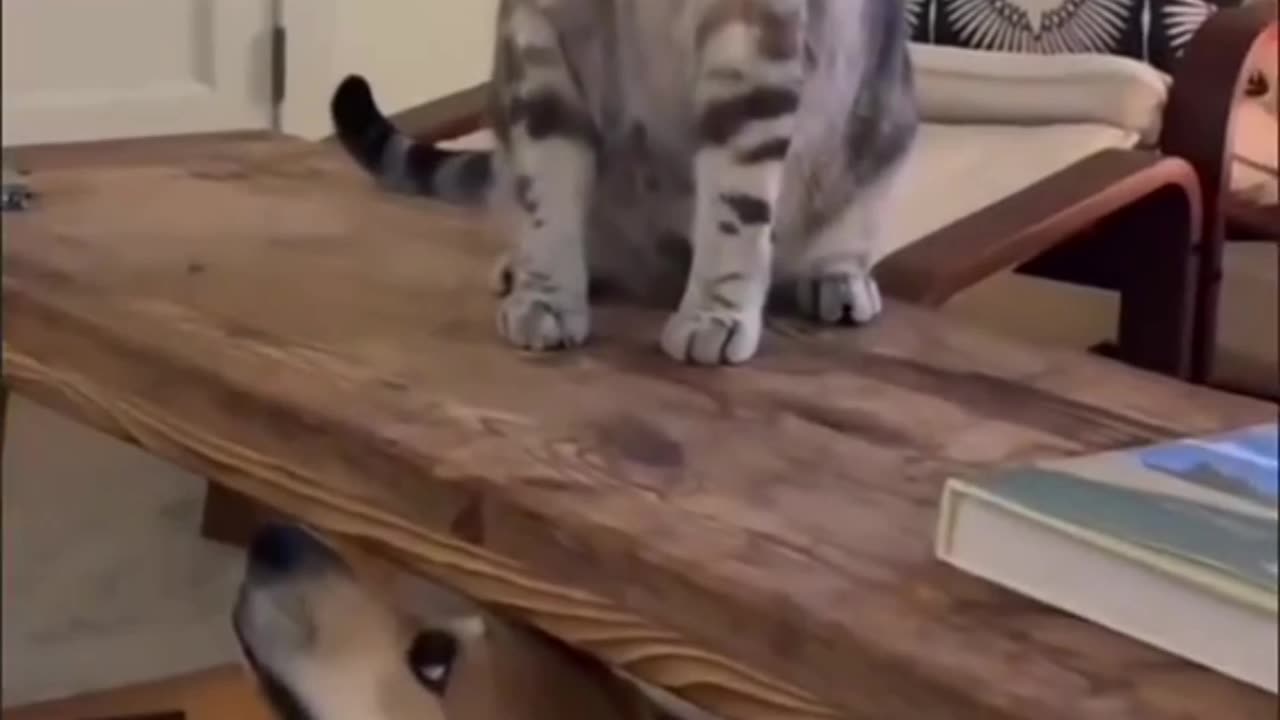 Striped Cat VS Doggy Fight