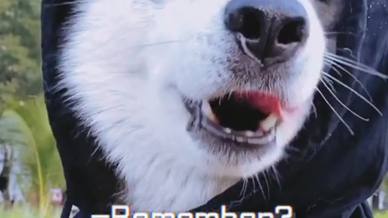 This Husky lives like a natural comedian.