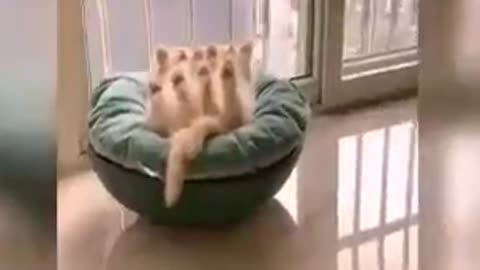 Funny 🐈 videos