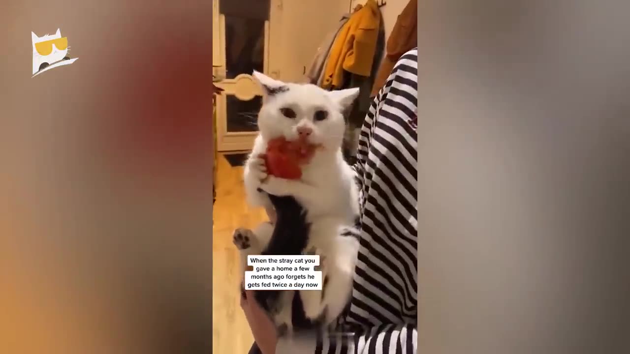 [1Hour] Funniest Animals 2023 😂 Funniest Cats and Dogs 😺🐶