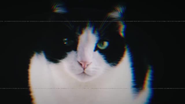 Cat funny video