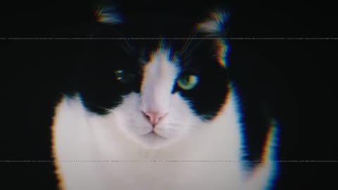 Cat funny video