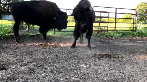 Establishing a bison herd on your own!