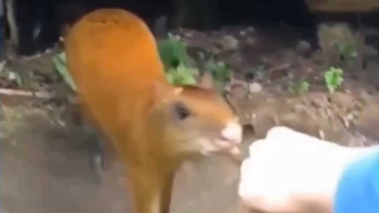 🤣Funny animal videos🤣🤣