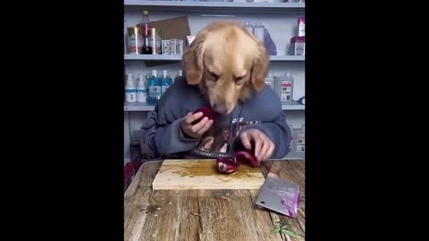 New funny animals 😂 funniest cat's and dogs videos🐱🐶