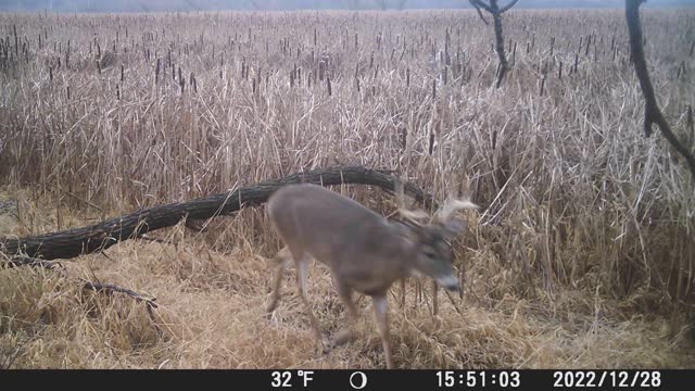 Bucks Behind Hartland DPW Part 2. 1/7/23