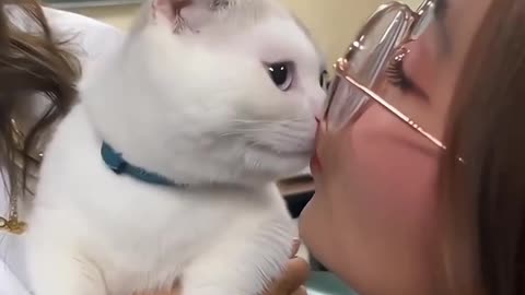 Funny cats, shorAmerica, England, comedy, short, beutiful, cute, funny