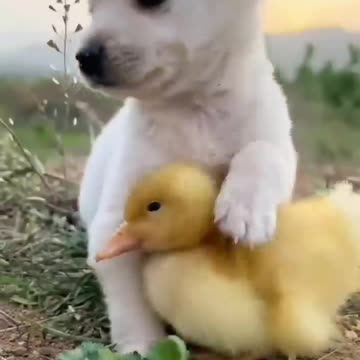Cute Little #Hens and #Dog