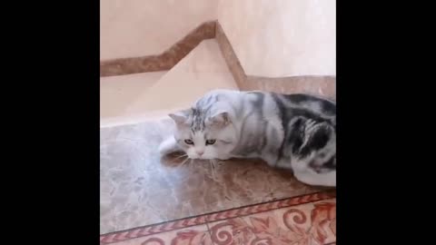 Funny cute cat