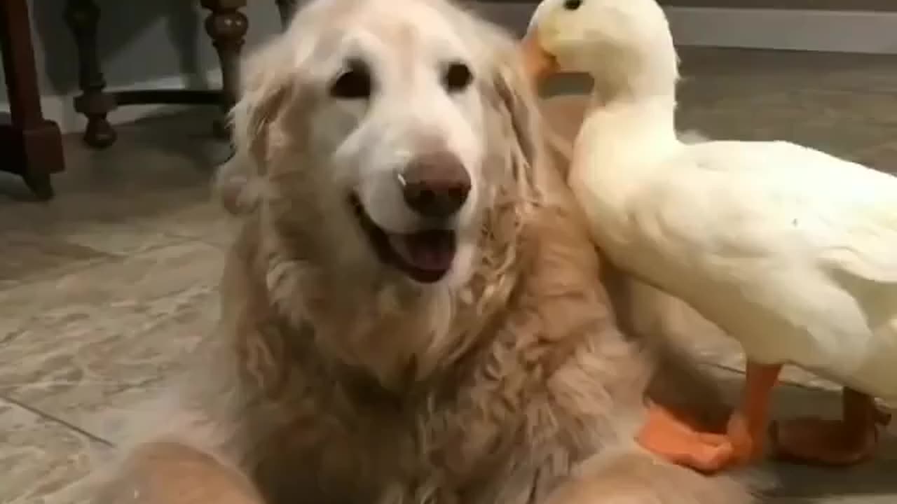 The best dog 🐕 ever loved 😍 love it as your watching