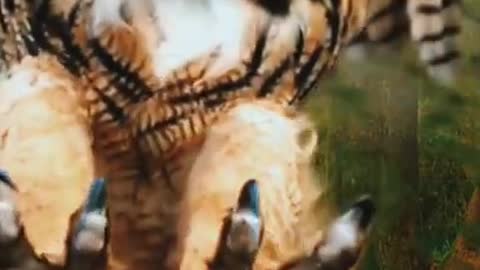 Owl bird