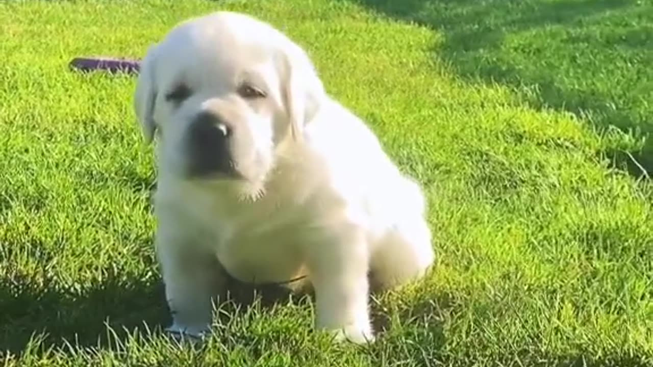 My Pet Cute Labrador puppies - you must watch this!!!