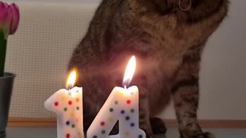 Cat birthday celebration 🎉🎉 #cat #animal #kids